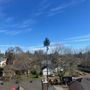 Truebranch Tree Service