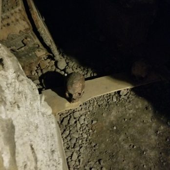 St. Michans Church - Skull - Churches Near Me - Dublin, D