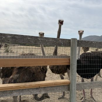 Ostrichland USA - Attraction Farms Near Me - Solvang, California Ostrichland USA - Attraction Farms Near Me - Solvang, California