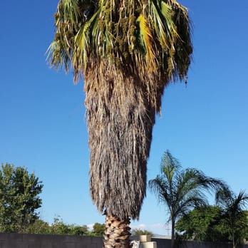 MTS Landscape - This is the Palm Tree that Carlos, from Manguia's Tree Service completed - Landscaping Near Me - Moreno Valley, California MTS Landscape - This is the Palm Tree that Carlos, from Manguia's Tree Service completed - Landscaping Near Me - Moreno Valley, California