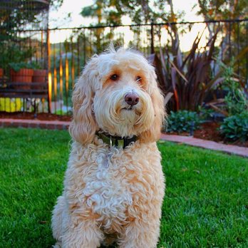 Tropico Kennels - Pet Breeders Near Me - Redondo Beach , California Tropico Kennels - Pet Breeders Near Me - Redondo Beach , California