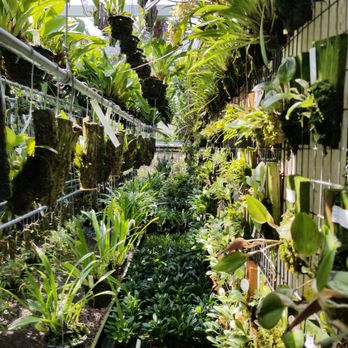 Andy's Orchids - The lushness of the greenhouse cannot be explained. - Nurseries & Gardening Near Me - Encinitas, California