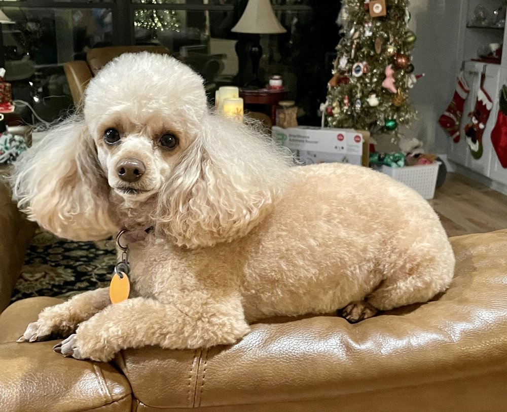 DAVIS VETERINARY HOSPITAL Updated September 2024 215 Thornhill Dr