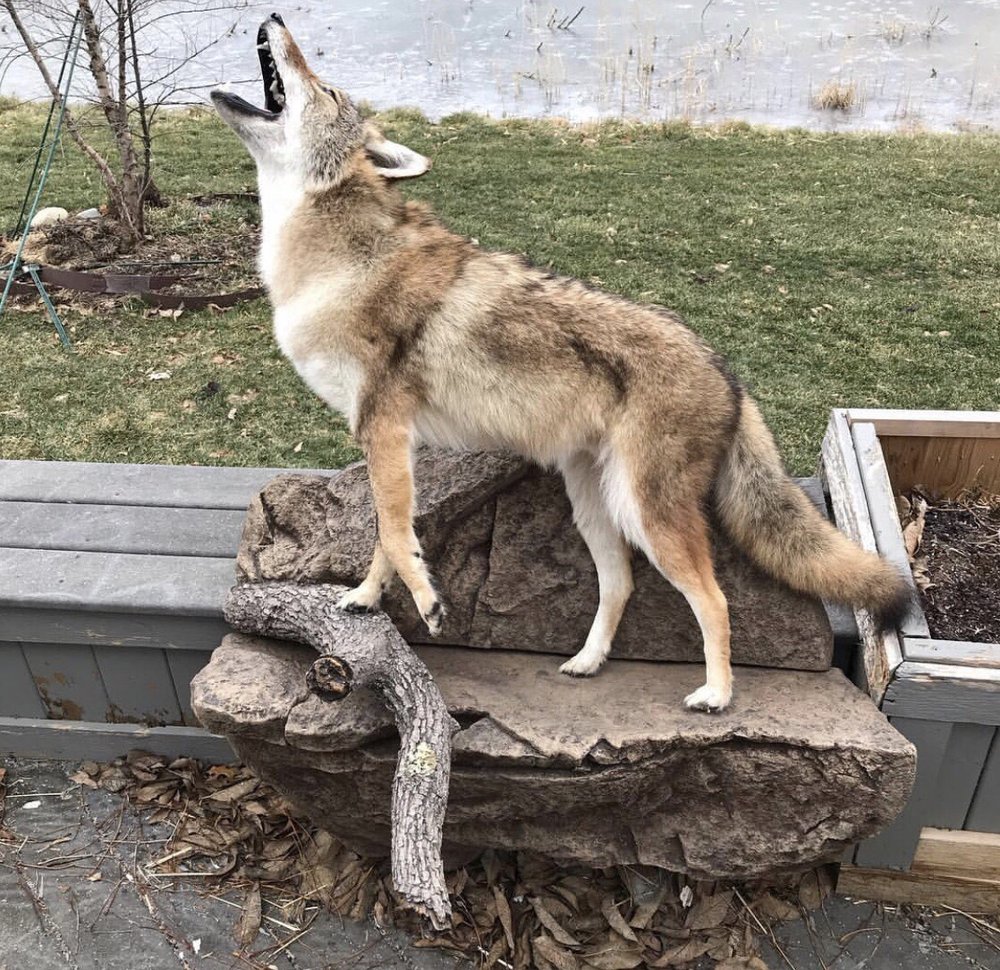 Jim & Sons Taxidermy - taxidermy in Chelsea, MI