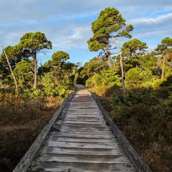 Shorepine Bog Trail