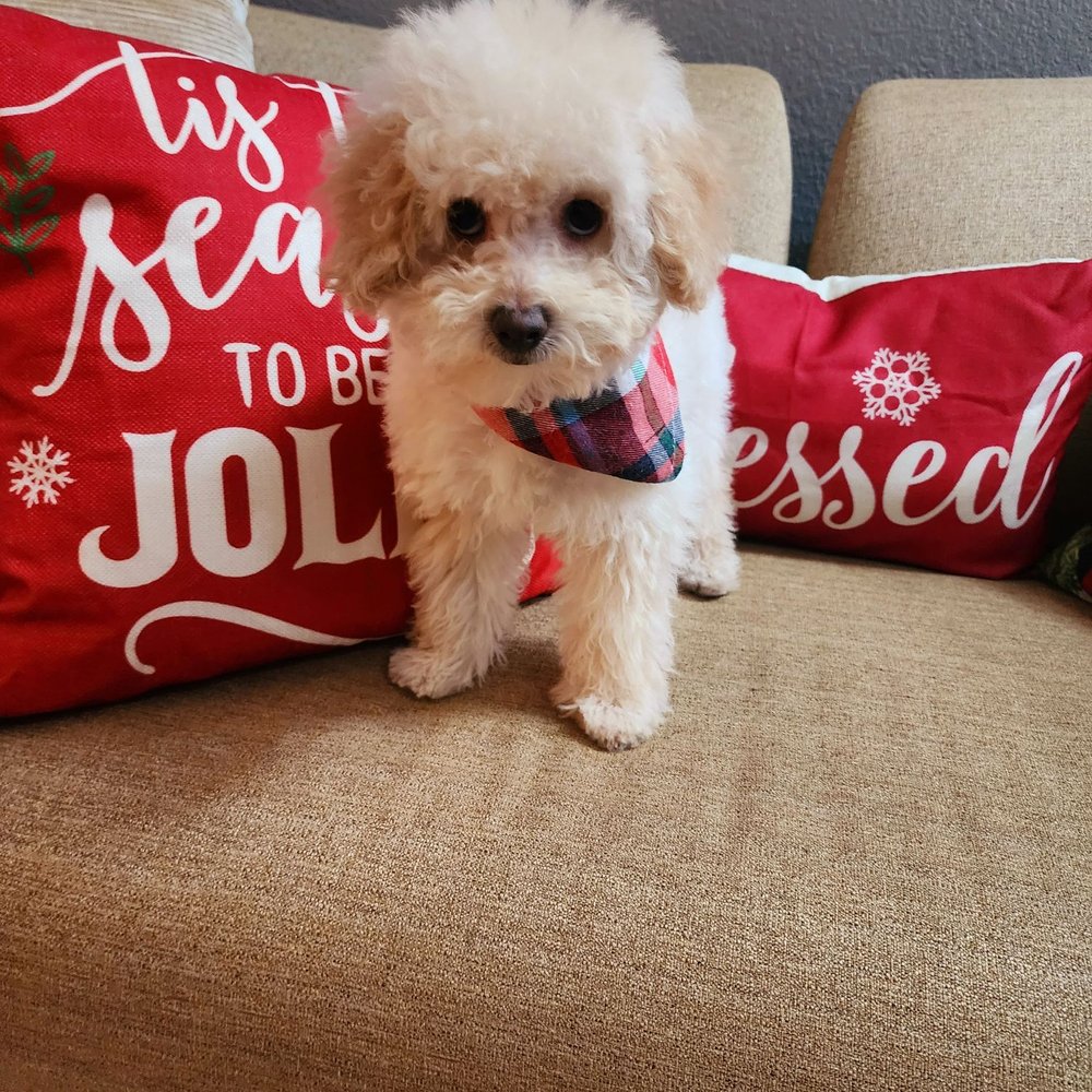 Rileys New Year's Fresh cut and bath. By Taly Mobile Grooming Rileys New Year's Fresh cut and bath. By Taly Mobile Grooming