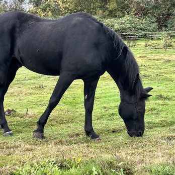 Briscot Farms - Horses on a huge pasture - Pumpkin Patches Near Me - Kent, Washington