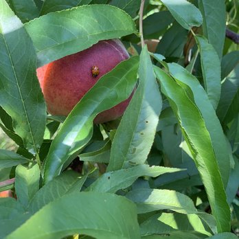 Johnson's Locust Hall Farm - Peaches that clearly everyone loved! - Attraction Farms Near Me - Jobstown, New Jersey
