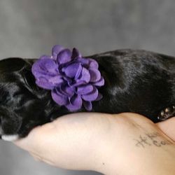 B&B Designer Breed Shihpoo
