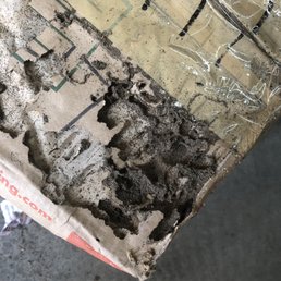 Termite damage