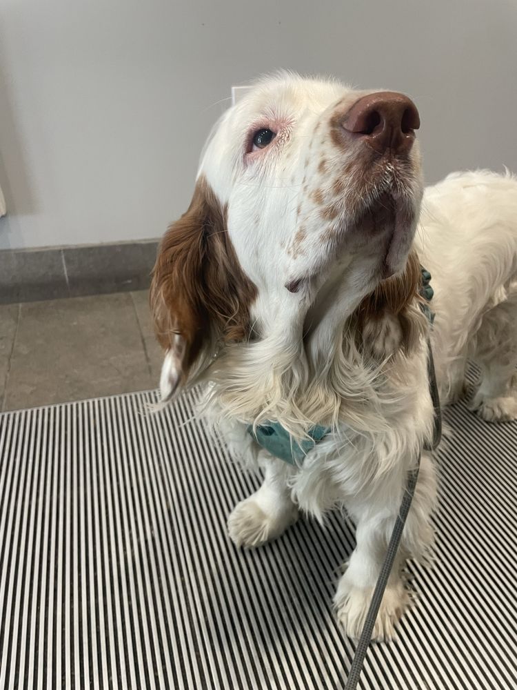Squirrel Chasers - pet boarding facility in Boston, MA