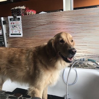 Dirty Dogs - My golden retriever Is happy to have an open air bathing experience. - Pet Groomers Near Me - Solana Beach, California Dirty Dogs - My golden retriever Is happy to have an open air bathing experience. - Pet Groomers Near Me - Solana Beach, California