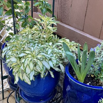 Armstrong Garden Centers - Rock & Roll Peruvian Lily. Looking forward to the flowers. The leaves added great contrast. - Nurseries & Gardening Near Me - San Juan Capistrano, California Armstrong Garden Centers - Rock & Roll Peruvian Lily. Looking forward to the flowers. The leaves added great contrast. - Nurseries & Gardening Near Me - San Juan Capistrano, California