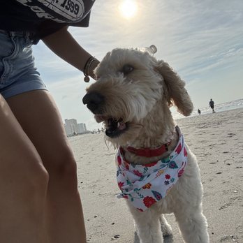 Dependable Dog Sitter - Daisy - Dog Walkers Near Me Dependable Dog Sitter - Daisy - Dog Walkers Near Me
