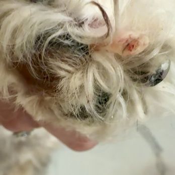 Pet Supplies Plus Destin - Pet Groomers Near Me - Destin, Florida Pet Supplies Plus Destin - Pet Groomers Near Me - Destin, Florida