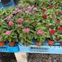 Photo of Frank Garden Center