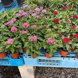 Frank Garden Center - Pentas 4 inch prices is $2 each
