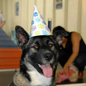 Zoom Room Dog Training - Pet Training Near Me - Seattle, Washington Zoom Room Dog Training - Pet Training Near Me - Seattle, Washington