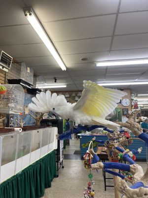 Bird Paradise by null