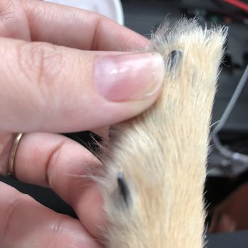 Lucky Dawg - Pet Training Near Me - Montgomery, Texas