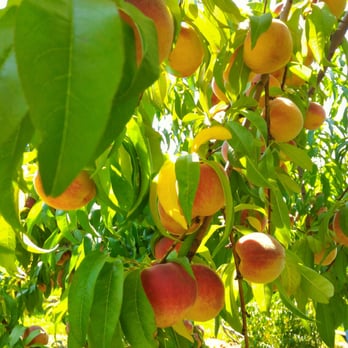 Shady Brook Farm - Peach festival - Farmers Market Near Me - Yardley, Pennsylvania
