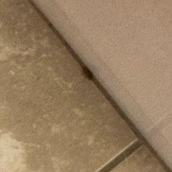 Comfort Suites - Roaches stay elsewhere!