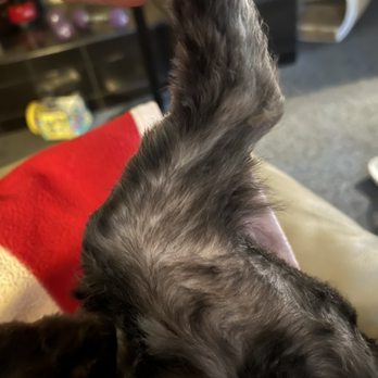 Petco - Pet Training Near Me - Kissimmee, Florida