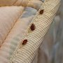Photo of Phoenix Bed Bug Expert