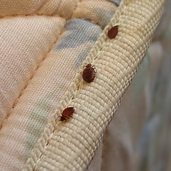 Phoenix Bed Bug Expert - Photo of bed bugs on mattress