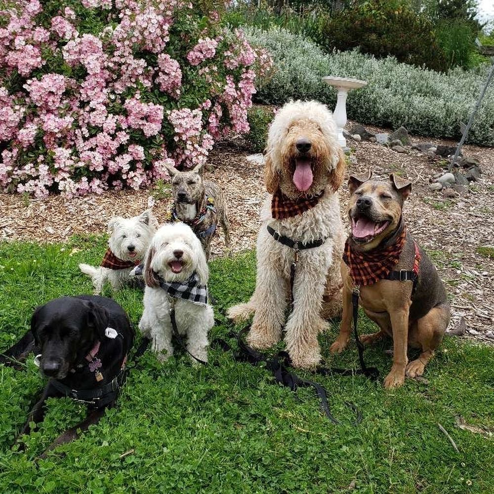 Cat's Got Your Dog! - Dog Walkers Near Me
