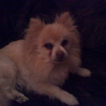 The Vet Clinic - Bear - the Pom they treated until he was 23 years old! - Veterinarians Near Me - Worthington, Ohio