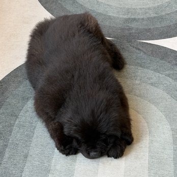 Good Boy Jacks - Kol: Male Newfoundland - 12 weeks. - Pet Stores Near Me - Edgewater, Colorado