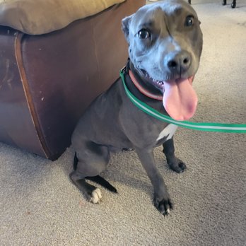 Jacksonville Humane Society - Animal Shelters Near Me - Jacksonville, Florida Jacksonville Humane Society - Animal Shelters Near Me - Jacksonville, Florida
