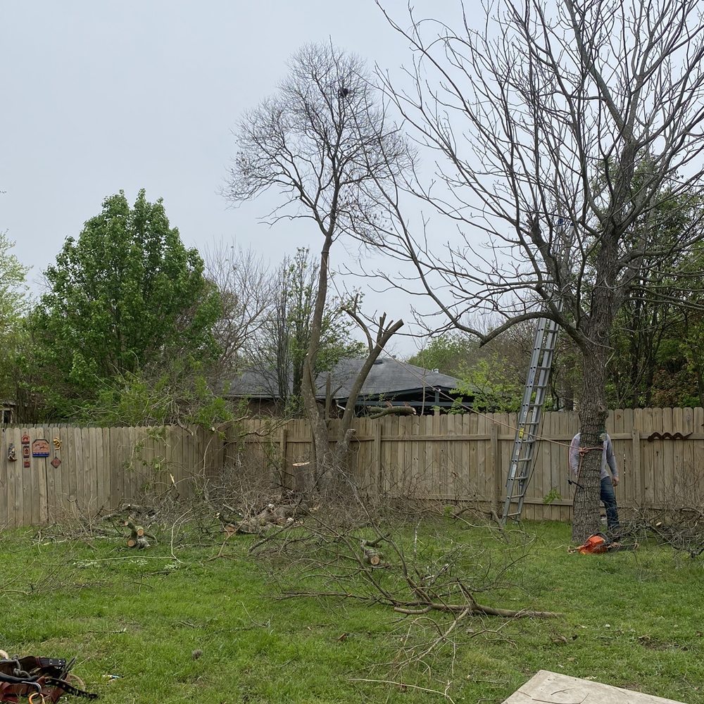 The tree coming down in sections. Mike had called it right: It was dying. The trunk and the major limbs were hollow. The tree coming down in sections. Mike had called it right: It was dying. The trunk and the major limbs were hollow.