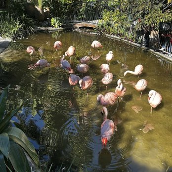 Sunken Gardens - Nurseries & Gardening Near Me - Saint Petersburg, Florida Sunken Gardens - Nurseries & Gardening Near Me - Saint Petersburg, Florida