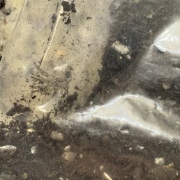 Feather fragment