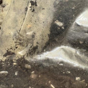 Whispering Pines - Feather fragment - Pet Cremation Services Near Me - Sebastopol, California