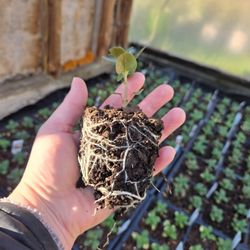 Ferrara's Orchards - Many plants grown right here in our greenhouse
