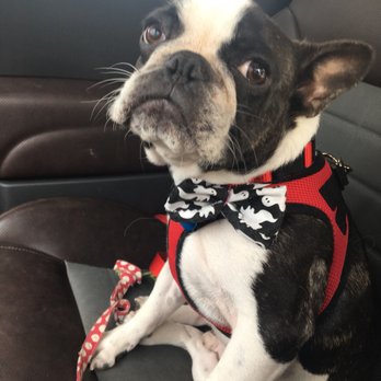 Eagle Stadium Dog Grooming - Pet Groomers Near Me - Allen, Texas
