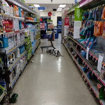 Star Maker Dog Training - Board and Train dog "Duke" demonstrating impulse control by doing a down stay in a busy pet store. - Pet Training Near Me