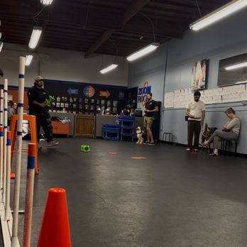Zoom Room Dog Training - Obedience - Pet Training Near Me - Culver City, California Zoom Room Dog Training - Obedience - Pet Training Near Me - Culver City, California
