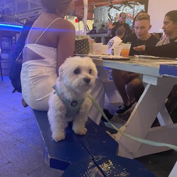 Kaya Island Eats - Dog friendly - Caribbean Near Me - Key West, Florida Kaya Island Eats - Dog friendly - Caribbean Near Me - Key West, Florida
