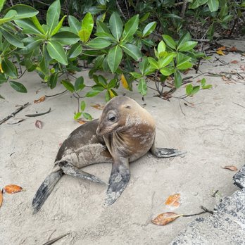 Classic Journeys - Precious sea lions everywhere! - Tours Near Me - La Jolla, California