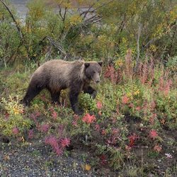 Denali National Park and Preserve - Grizzly Bear next to our tour bus