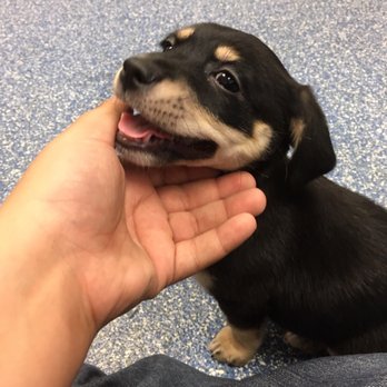 Bakersfield Spca - The dog I adopted (being spayed) because the black one was adopted OM HOLD - Animal Shelters Near Me - Bakersfield, California