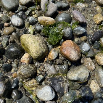 Joemma Beach State Park - Crabs! - Parks Near Me - Longbranch, Washington