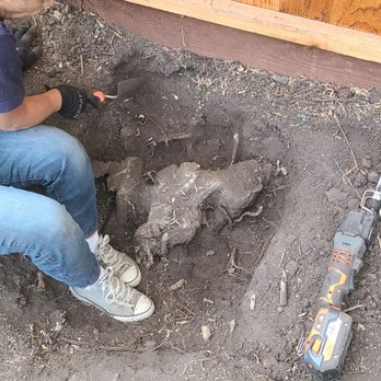 De Rosas Tree Care - Stump did not get ground - Tree Services Near Me