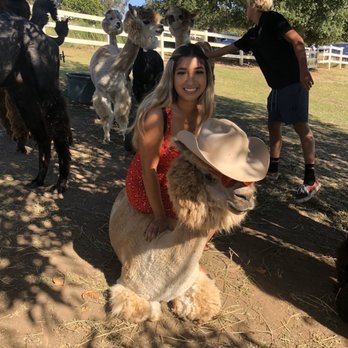Canzelle Alpacas - Farms Near Me - Carpinteria, California Canzelle Alpacas - Farms Near Me - Carpinteria, California