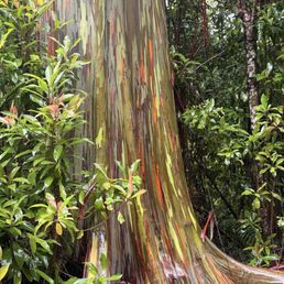 Rainbow Eucalyptus