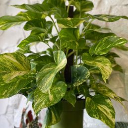 Hawaiian Pothos....I bought one of the cuttings...I love they propagate some of their own plants. Hawaiian Pothos....I bought one of the cuttings...I love they propagate some of their own plants.